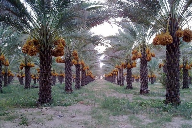 تاراج محصول یک‌ساله نخل‌داران در یک شب/امنیت نخلستان‌ها تامین شود