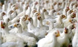 کشور از آنفلوانزای پرندگان پاک است