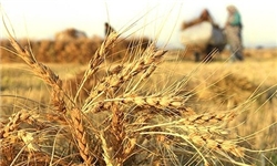 ۸۸۶ میلیارد تومان از طلب گندمکاران پرداخت نشده است
