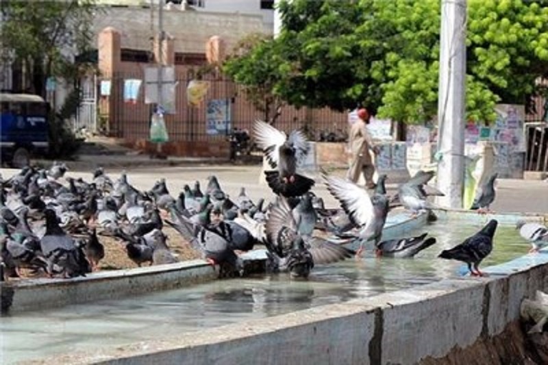  پایان زندگی مرد کفترباز با یک سیلی