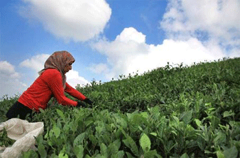 برخی مسئولان سیاست نابودی چای را دنبال می‌کنند 