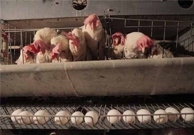 پایش سراسری آنفلوانزا از فردا 