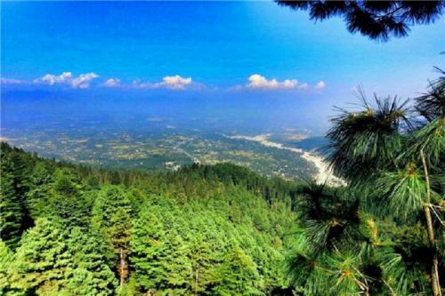 عکس:سرزمین گل‌ها در کشمیر