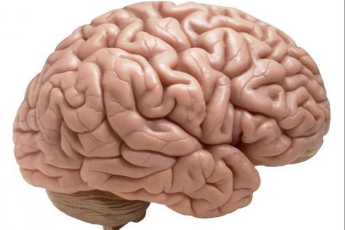  تکنیک‌هایی برای پرورش مغز