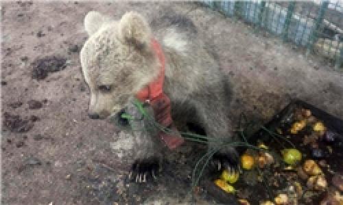 توله خرس سمسکنده؛ قربانی جدید بی کفایتی محیط زیستی‌ها