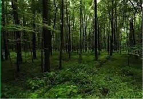 موافقت دولت با تخریب 93 هکتار از جنگل‌های هیرکانی برای احداث سدشفارود