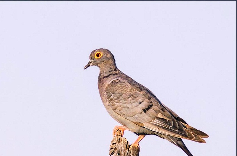 گفتگوی فاخته نر و ماده