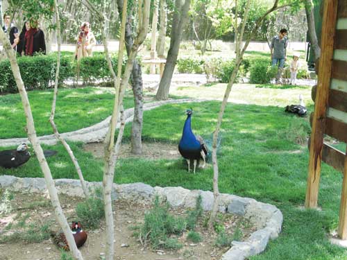 در شکار و تفریحات سالم