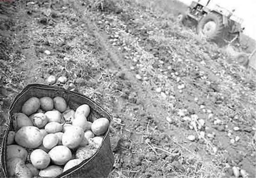 وزارت جهاد کشاورزی مقصر دفن 1700 تُن سیب‌زمینی است 