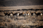 Golestan National Park 