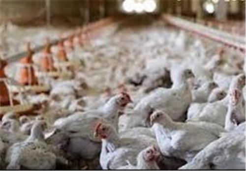 اعتراض مرغداران به افزایش تعرفه واردات واکسن+ سند 
