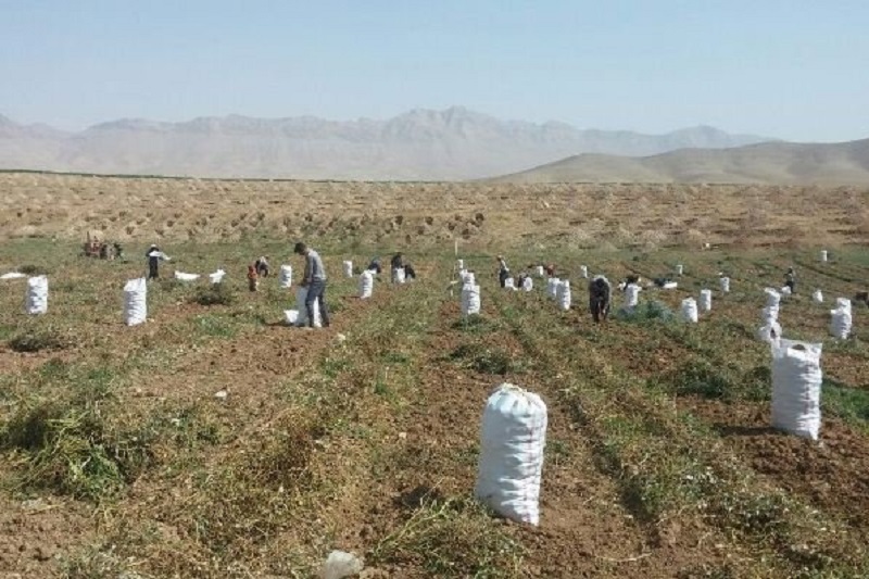 قاچاق خاک کشاورزی به کشورهای حوزه خلیج فارس