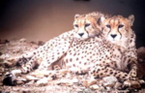Asiatic cheetah extinction trend reversed 