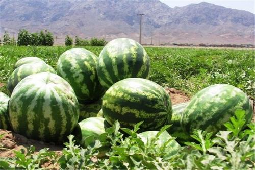  هندوانه شب چله ۴ هزار تومان شد 