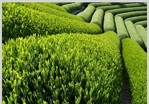چایکارانی که محتاج نان شبشان هستند