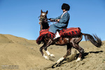 Turkmen horse 
