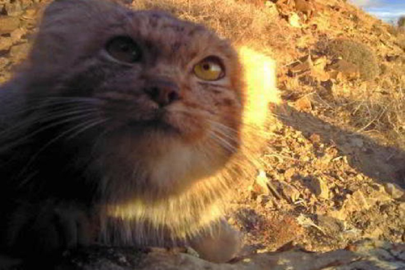 تصویربرداری تازه از گربه پالاس در کشور