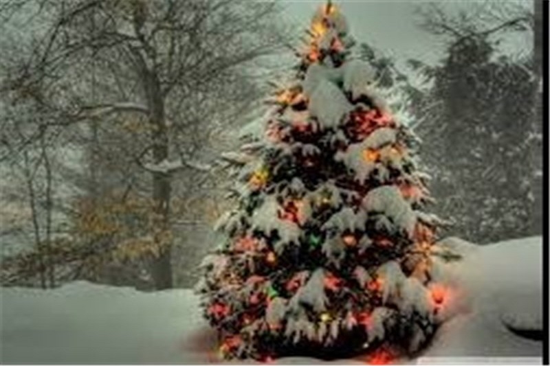 قیمت کمرشکن درخت کریسمس برای آمریکاییها