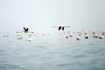 Migratory birds arrive in Iran 