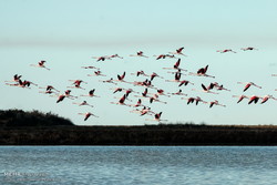 Birds migration 