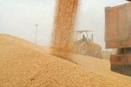 رایزنی برای صادرات ۲۰ هزار تن خوراک دام و طیور به الجزایر