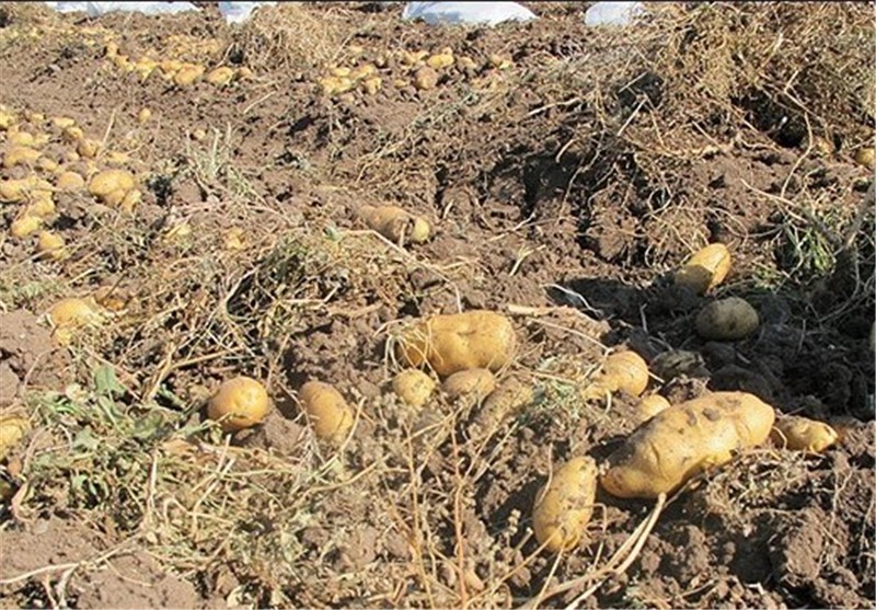 تلاش یکساله کشاورزان لرستانی بدون خریدار؛ نرخ خرید تضمینی سیب‌زمینی‌ دردی دوا نکرد 