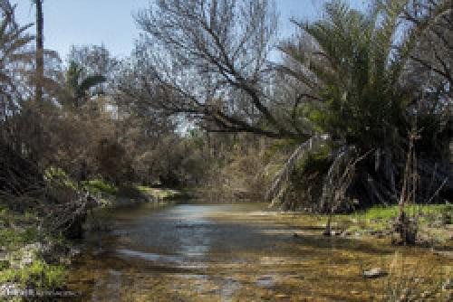 Tavakkoli palm grove 