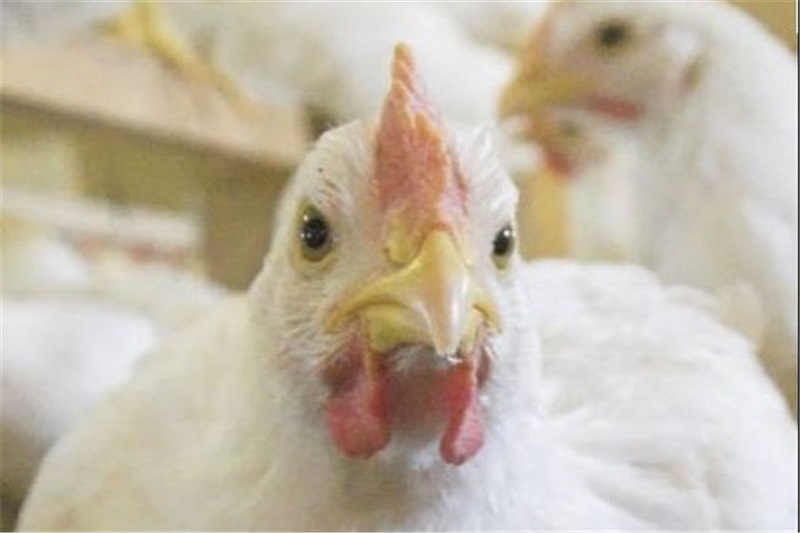  ایران به روسیه مرغ صادر می‌کند یا بلعکس؟
