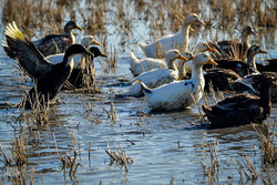 Raising ducks in Fereydunkenar 