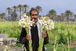 Tuberose harvest in Hashtbandi 