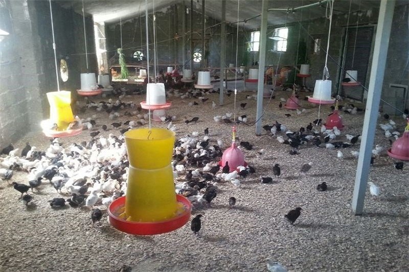 تحول در روستا به سبک بسیجی روشندل / مزیتهای پرورش مرغ بومی