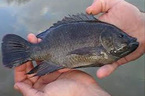 پرورش ماهی در قفس مد شده است!/ لزوم تدوین شناسنامه زیستی برای جزایر