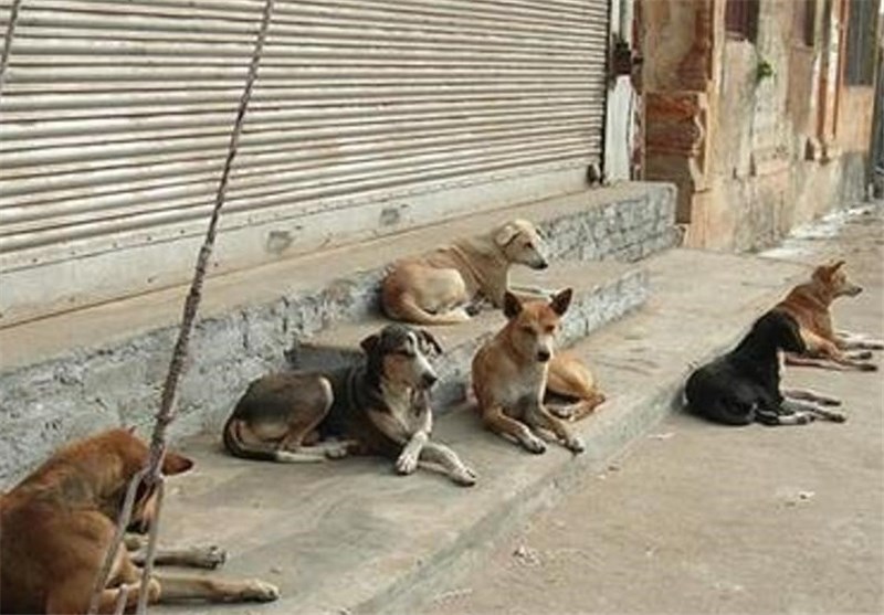 پرسه سگ‌های ولگرد در خیابان های پایتخت 