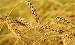 سرما به مزارع گندم خسارت نزد/ نرخ خرید تضمینی گندم ۱۲۷۰.۵ تومان