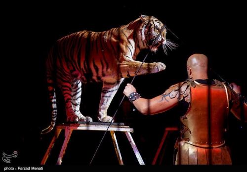 حیوانات از سیرک‌های ایران رفتند/ نام ایران در فهرست کشورهای بدون سیرک حیوانات جهان 