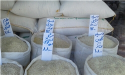 بازار رها شده کالاهای اساسی/ برنج ایرانی ۱۱ هزار تومان شد؛ عدس ۸ هزار تومان/ روایت بنکداران از برنج‌های تقلبی