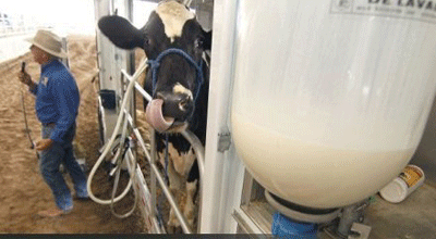 سوء‌استفاده کارخانه‌های لبنی از واردات شیرخشک