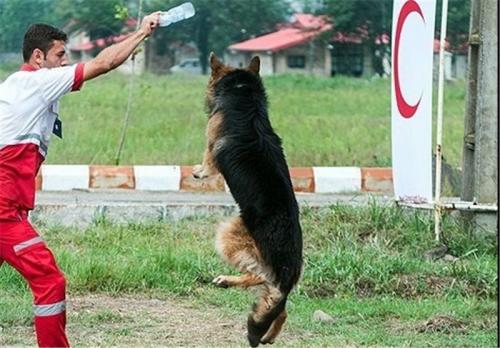 برگزاری دوره جدید آموزش سگ‌های خانگی/هر ۵۰ خانواده ایرانی یک سگ زنده‌یاب