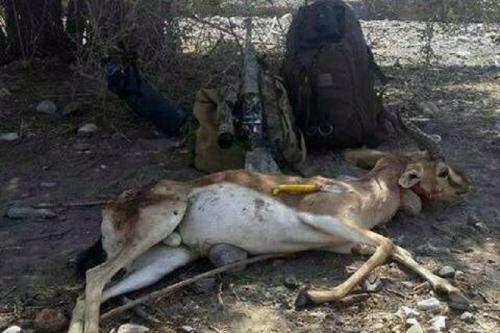 شکارچیان عراقی در کمین «ریم»/ آهوان «میشداغ» در معرض نابودی