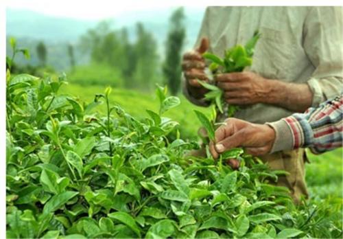  قیمت برگ سبز چای در جلسه شورای اقتصاد تصویب شد/افزایش ۱۰ تا ۱۲ درصدی نرخ برگ سبز چای