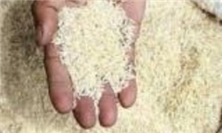 توزیع برنج ۱۹۰۰ تومانی آرژانتینی از امروز