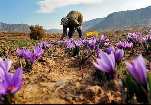 صادرات زعفران به علت نوسانات بازار ۳۰ درصد کاهش یافت 