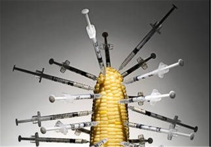 محیط زیست مخالف محصولات تراریخته است/ نمی‌توان بی‌گدار به آب زد 
