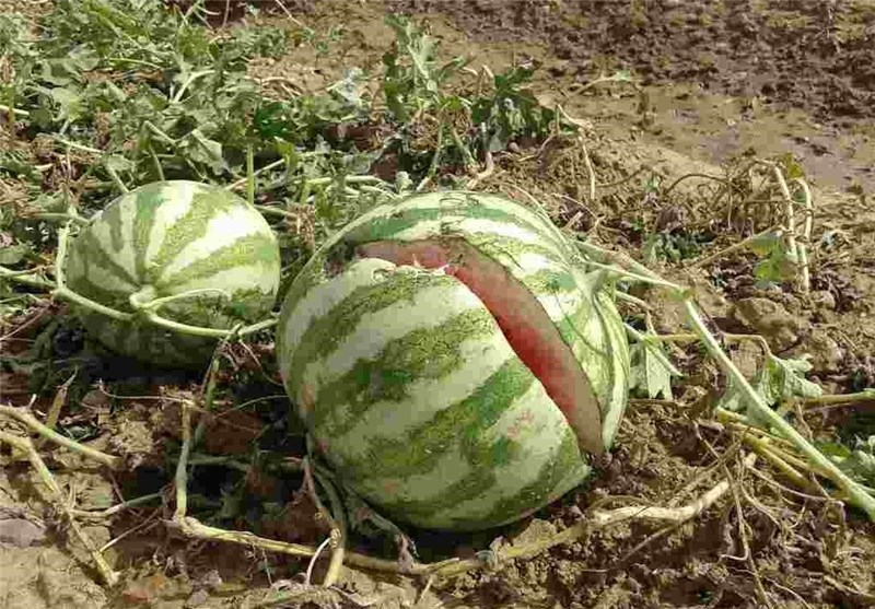 آلودگی هندوانه های ورامین/ کاشت سبزی در مزارع جنوب پایتخت ممنوع می شود 