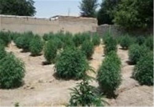  کشف و انهدام مزرعه گیاه ماری‌جوآنا در ساوجبلاغ توسط اطلاعات سپاه 