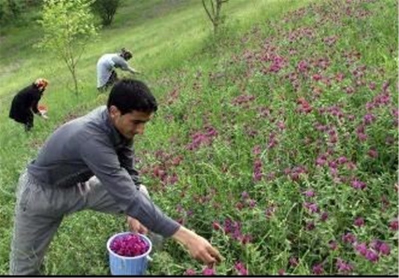  مصرف گیاهان دارویی در ایران پایین است/ بیش از ۷۰ درصد داروهای تجویز شده در آلمان گیاهی هستند 