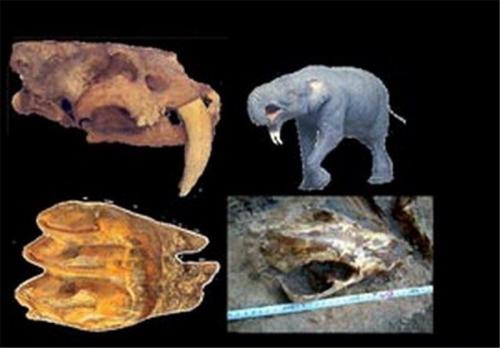 کشف فسیل‌های جانوری با قدمت ۷ میلیون ساله در لرستان