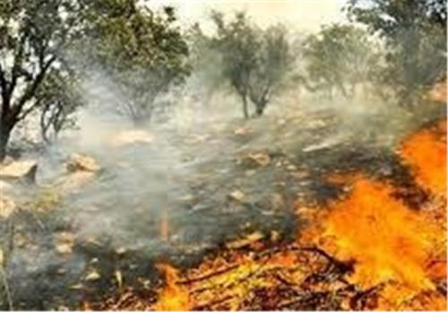  هر‌سال ٨هزار هکتار جنگل‌ آتش می‌گیرد/فقر معیشتی مردم عامل تخریب‌ جنگل‌های زاگرس 