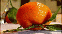 قاچاق نارنگی و پرتقال از پاکستان 