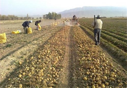  برداشت تدریجی سیب‌زمینی در اردبیل آغاز شد/نگرانی کشاورزان از قصه تلخ نرخ پایین سیب‌زمینی 